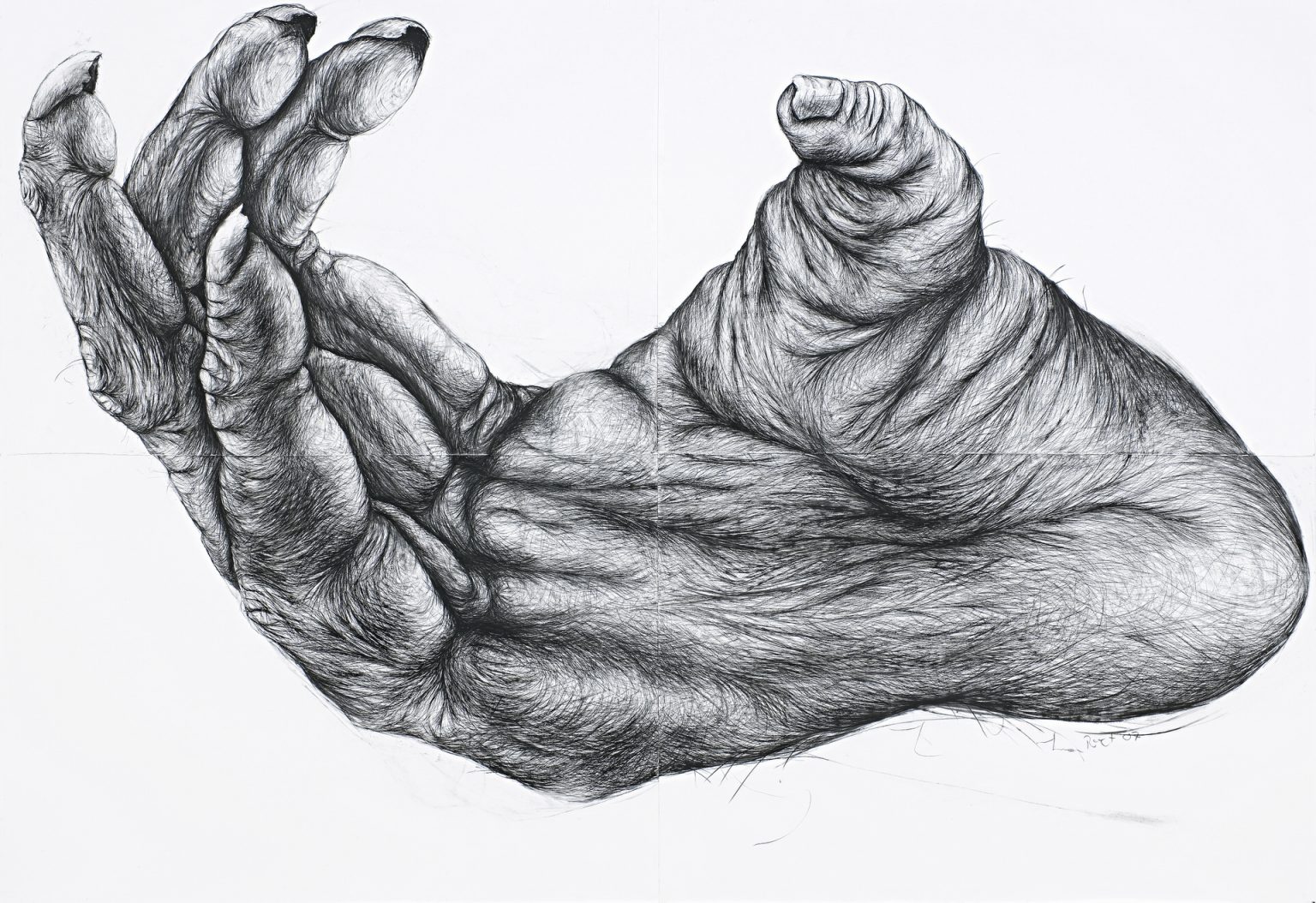 large drawing of a primate foot using charcoal & conte on silk paper