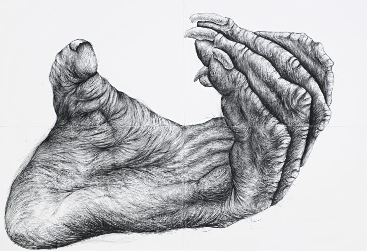 large drawing of a primate foot using charcoal & conte on silk paper